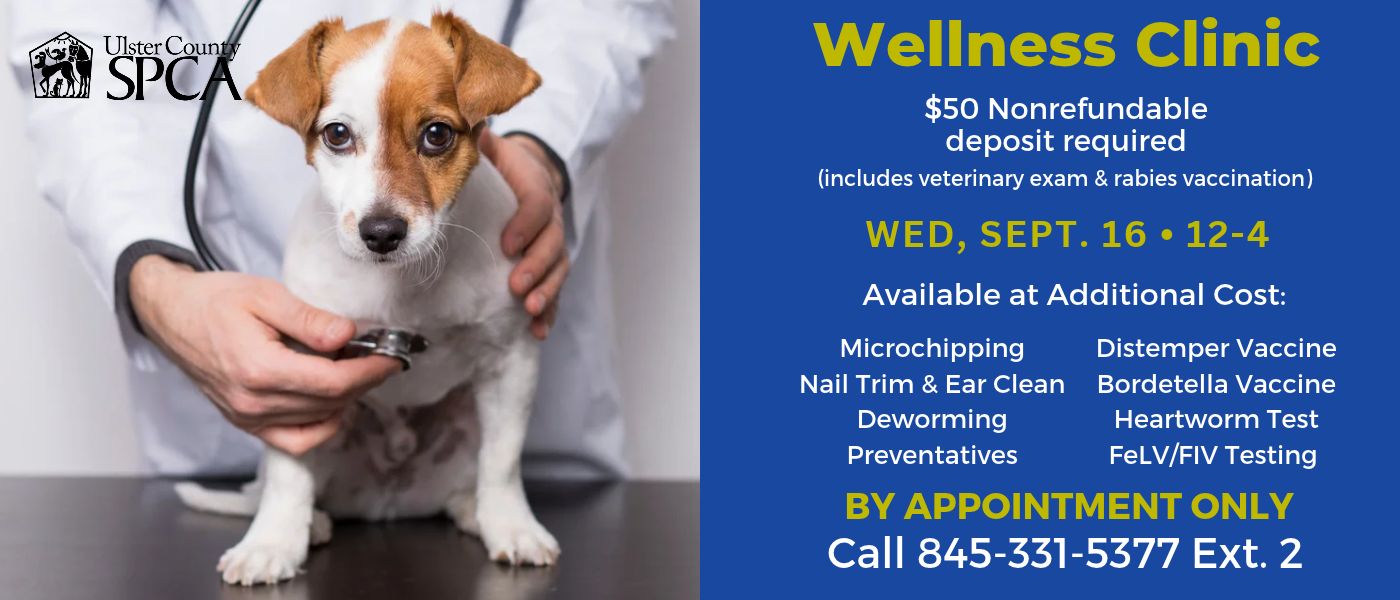 Wellness Clinic Website Slide Show