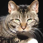 Ucspca